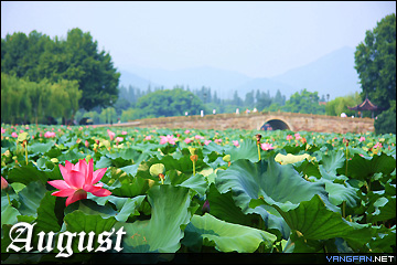 八月：西湖荷花