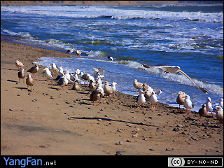 Ano Nuevo State Reserve