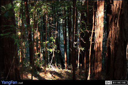 Muir Woods National Monument