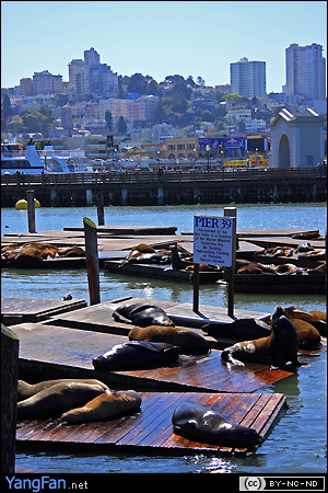 Pier 39