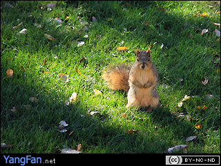 Squirrel in San Jose State University
