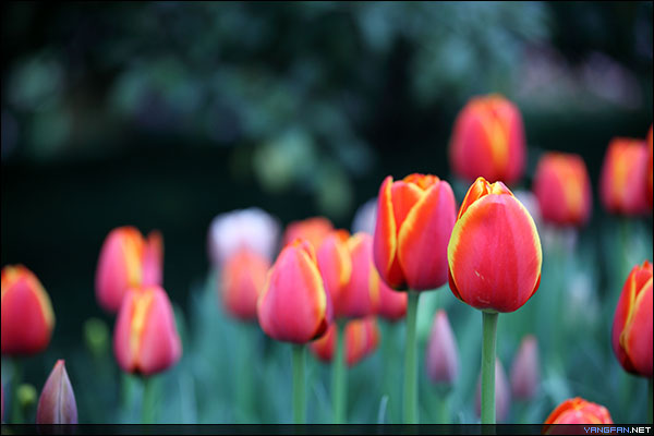 太子湾·郁金香