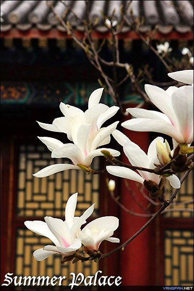 颐和园玉兰