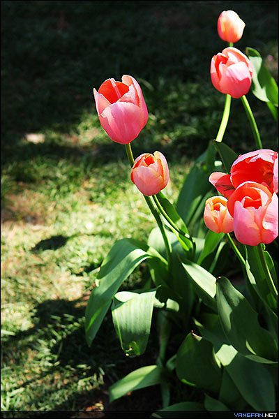 中山公园郁金香