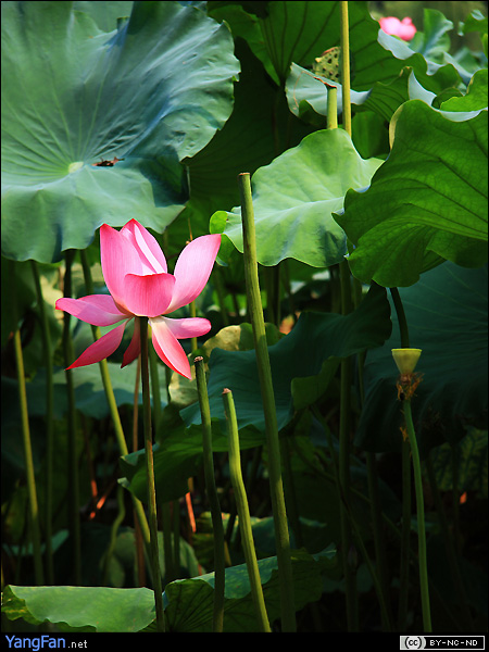接天莲叶无穷碧，映日荷花别样红